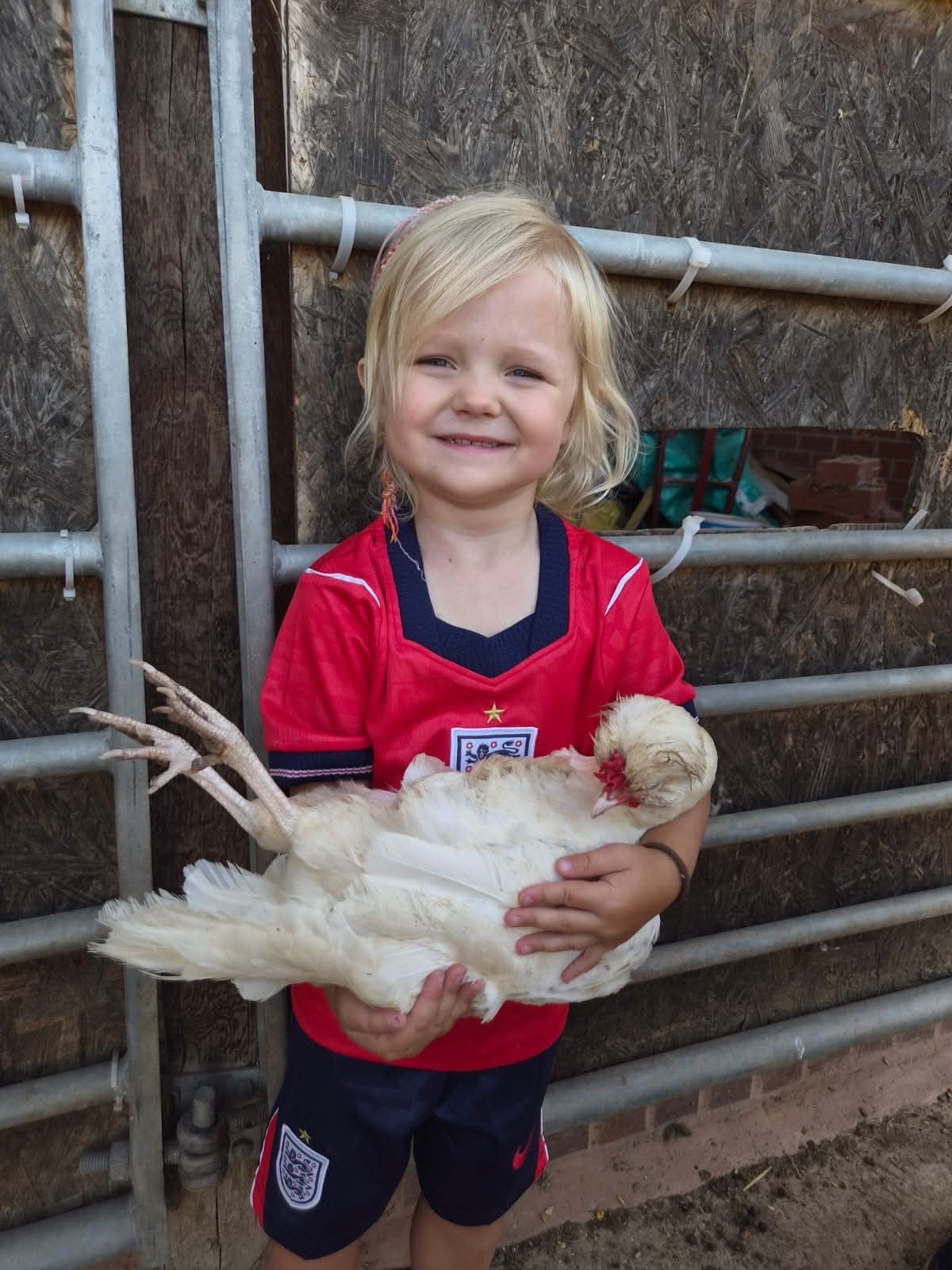 One of the sanctuary hens being gently cuddled