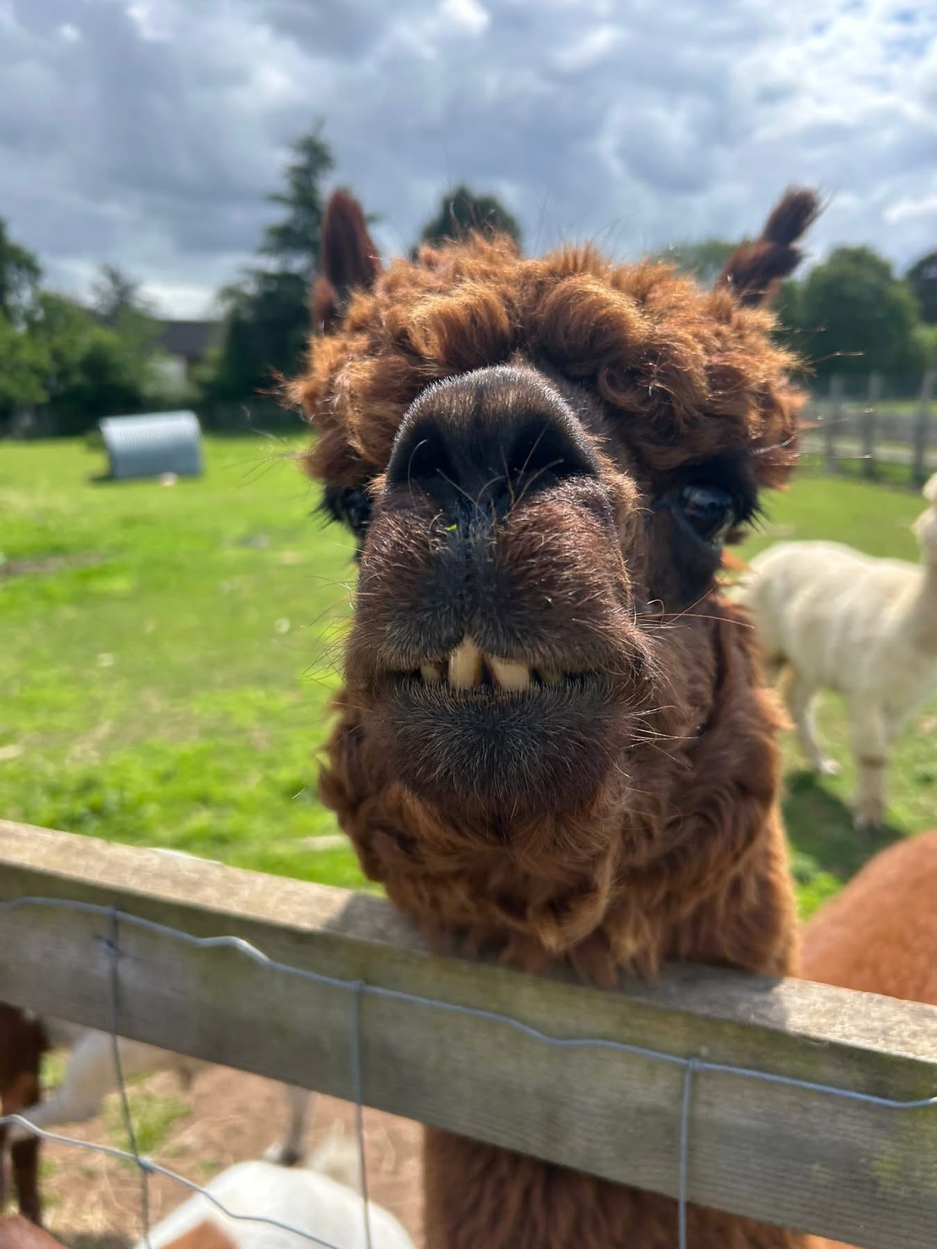 Chester, one of the sanctuary alpacas, peering over the fence